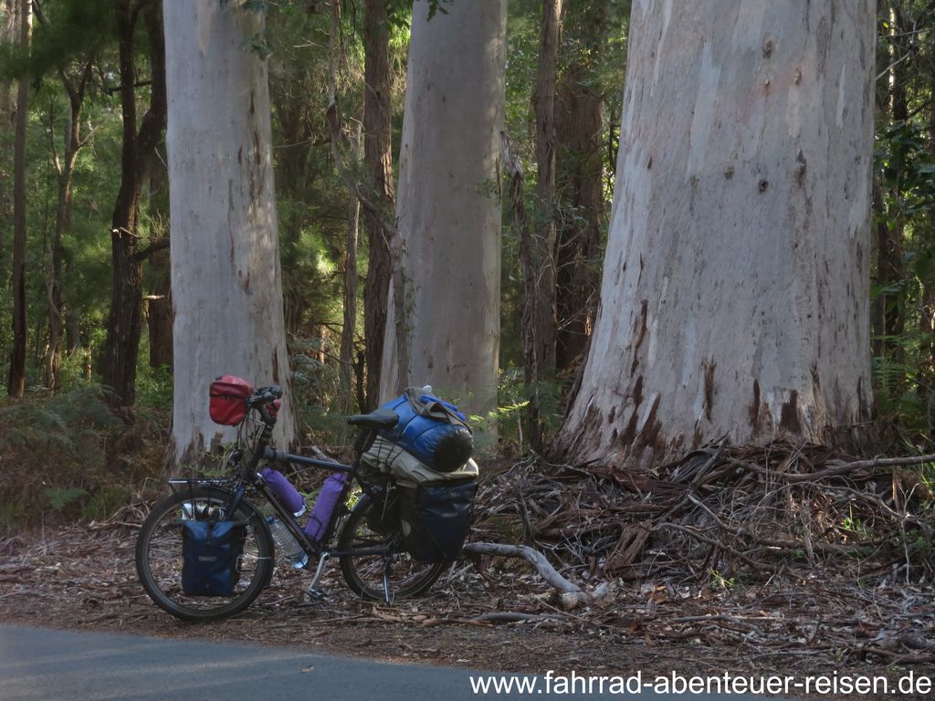 Karribaum in Australien ein Baumriese, der beeindruckt